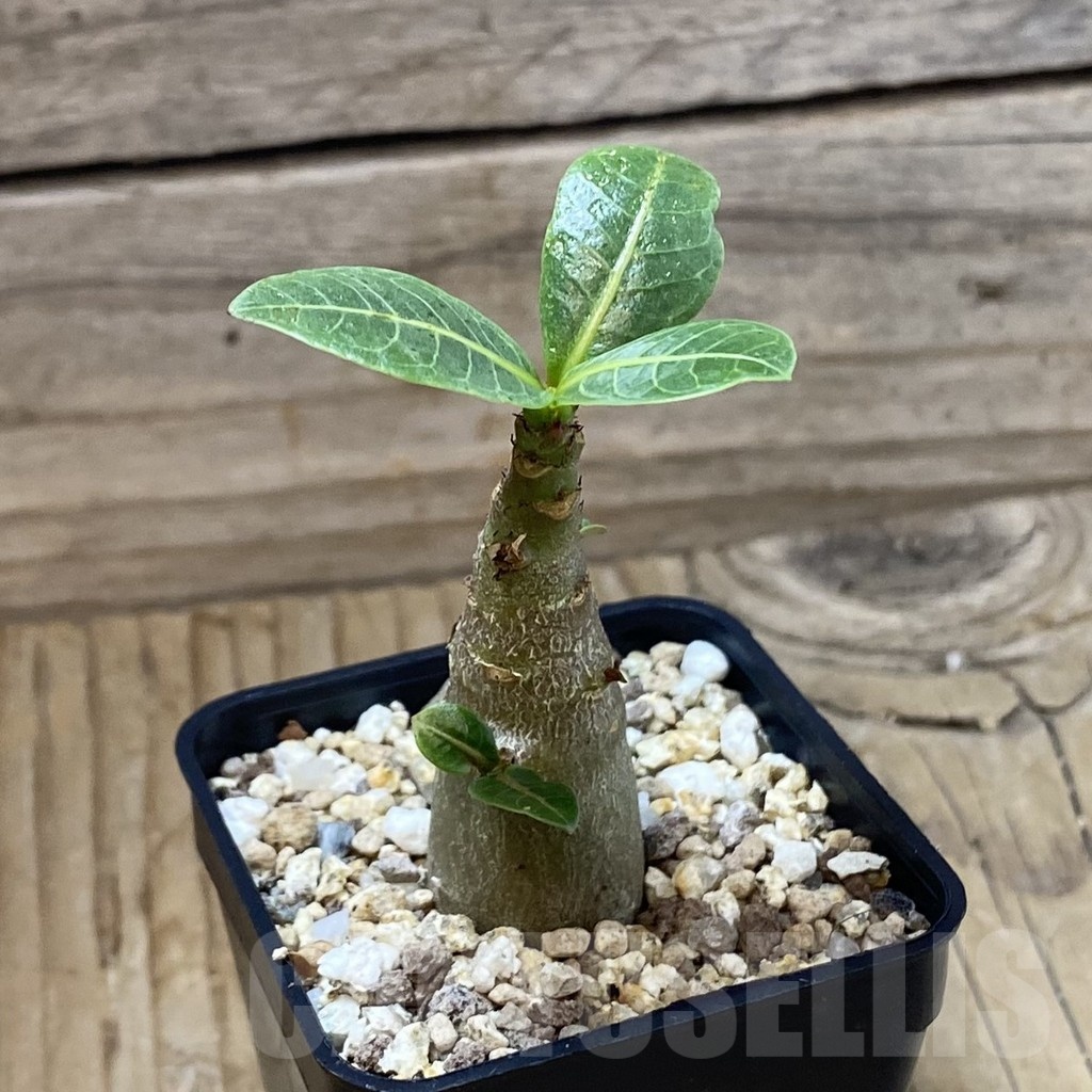 SH23206 Adenium arabicum ‘Black Body’ - Image 2