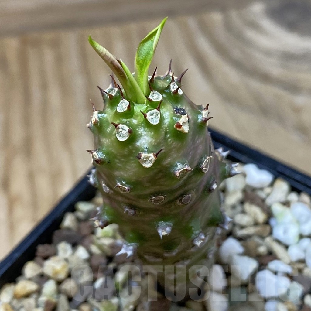 SH23208 Euphorbia pachypodioides