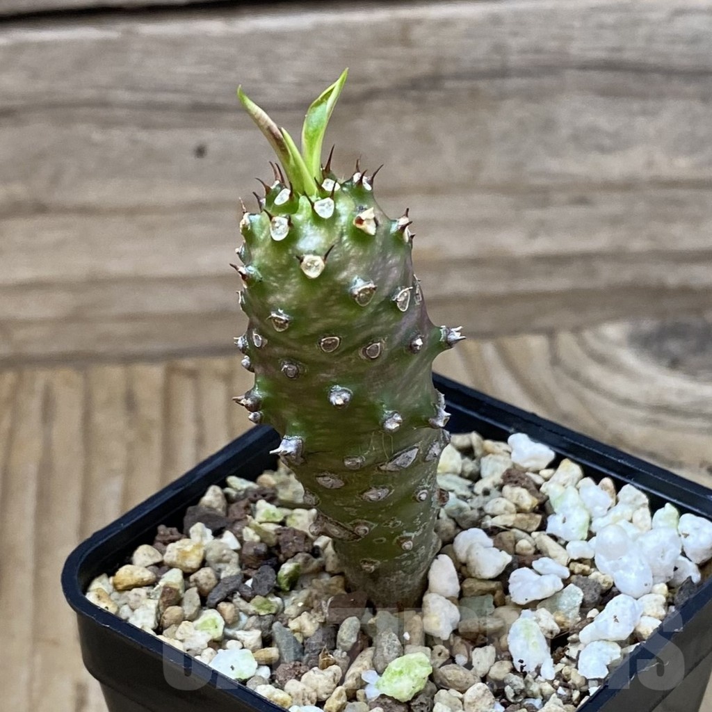 SH23208 Euphorbia pachypodioides - Image 2