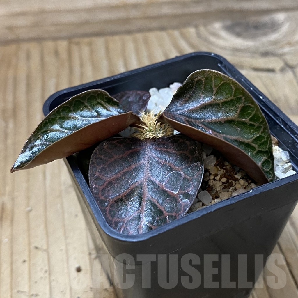 SH23211 Euphorbia francoisii hybrid - Image 2