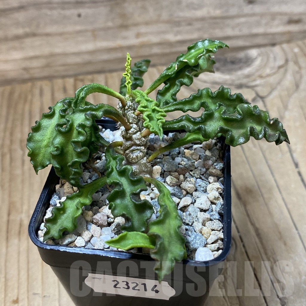 SH23214 Euphorbia decaryi v. spirosticha - Image 2