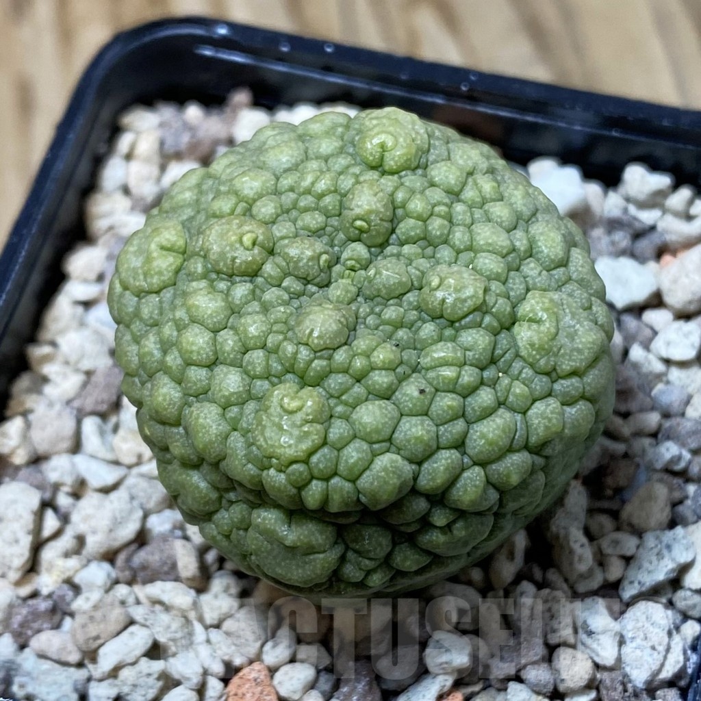SH23191 Pseudolithos migiurtinus