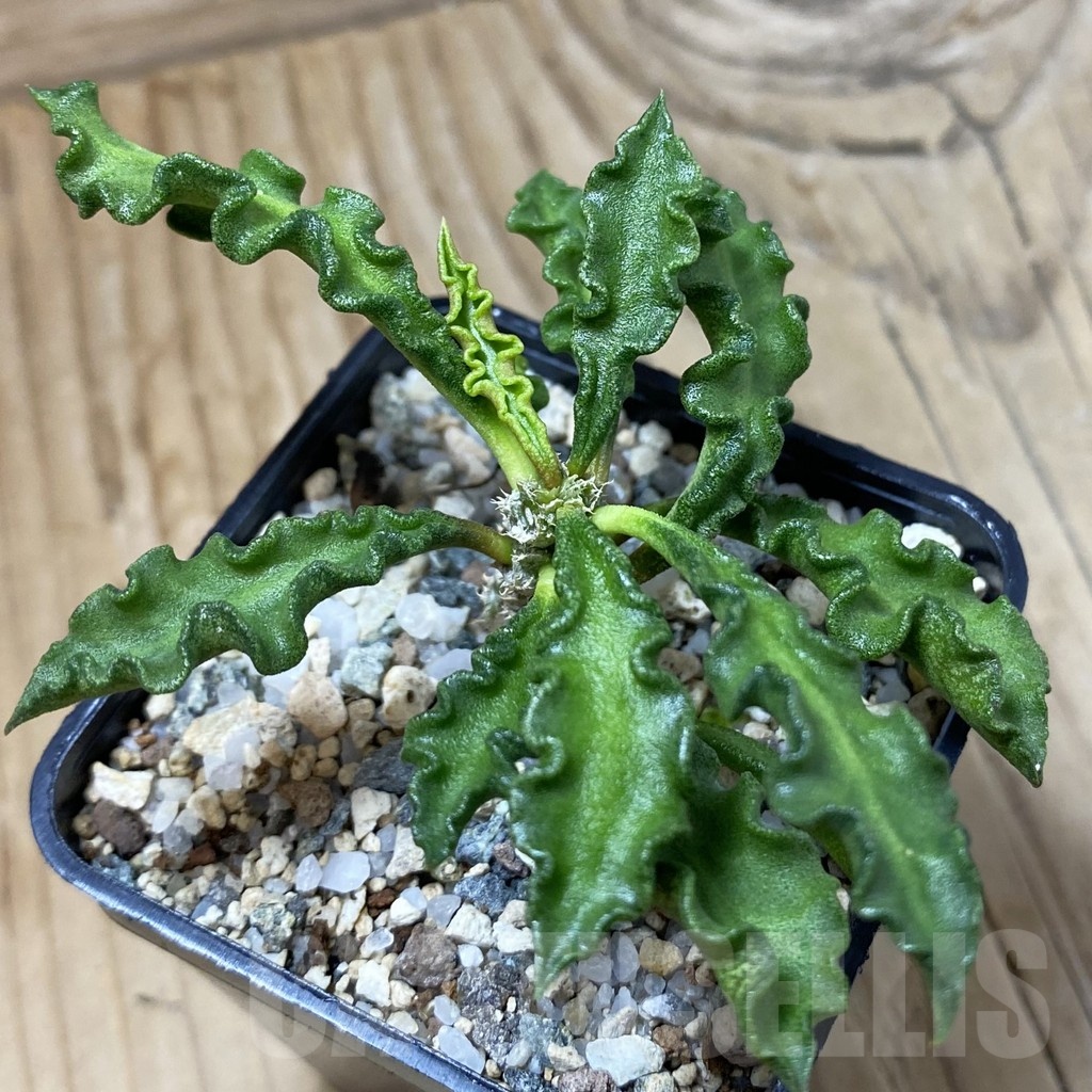 SH23215 Euphorbia decaryi v. spirosticha