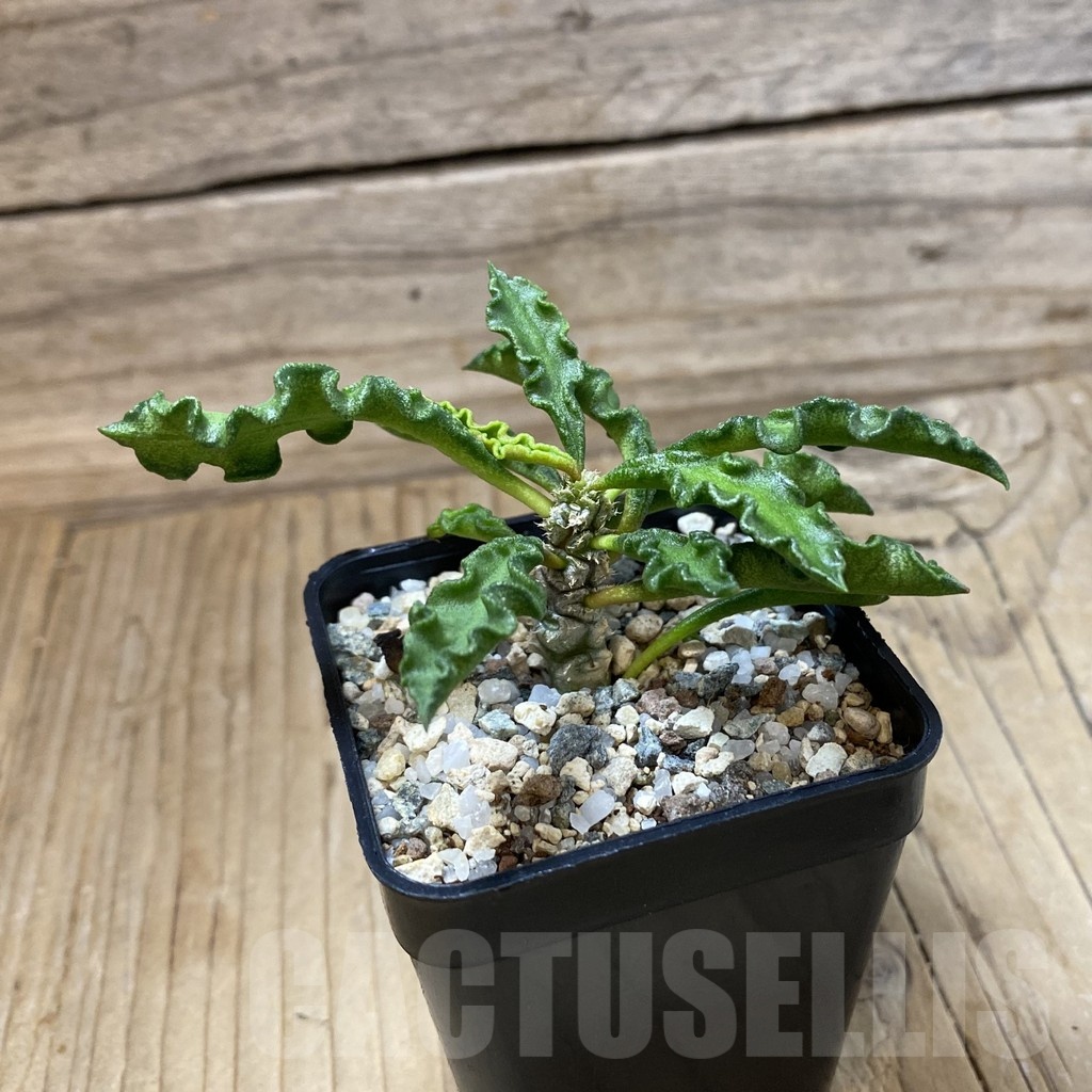 SH23215 Euphorbia decaryi v. spirosticha - Image 2