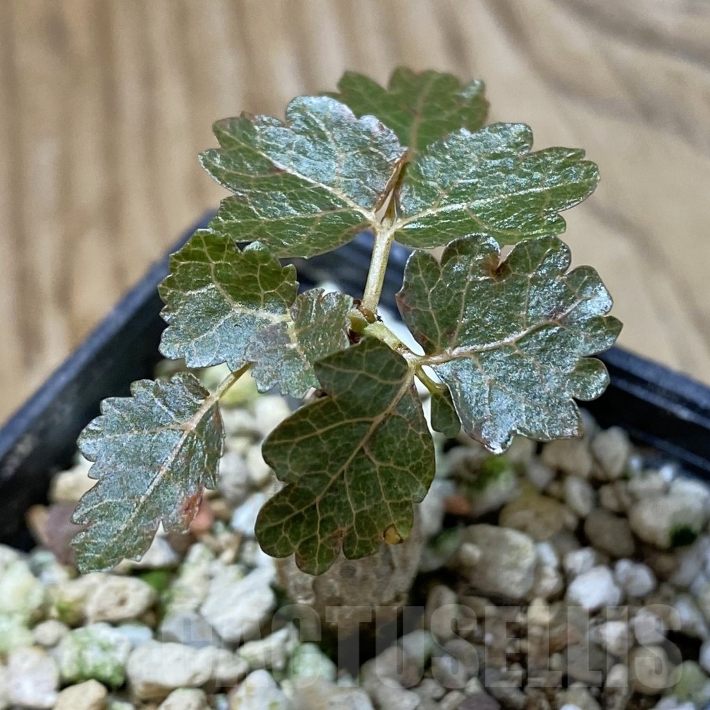 SH23216 Boswellia dioscoridis