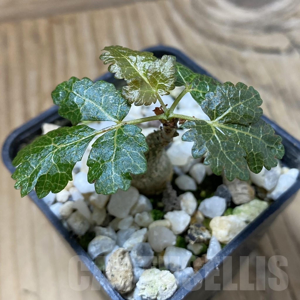 SH23217 Boswellia dioscoridis