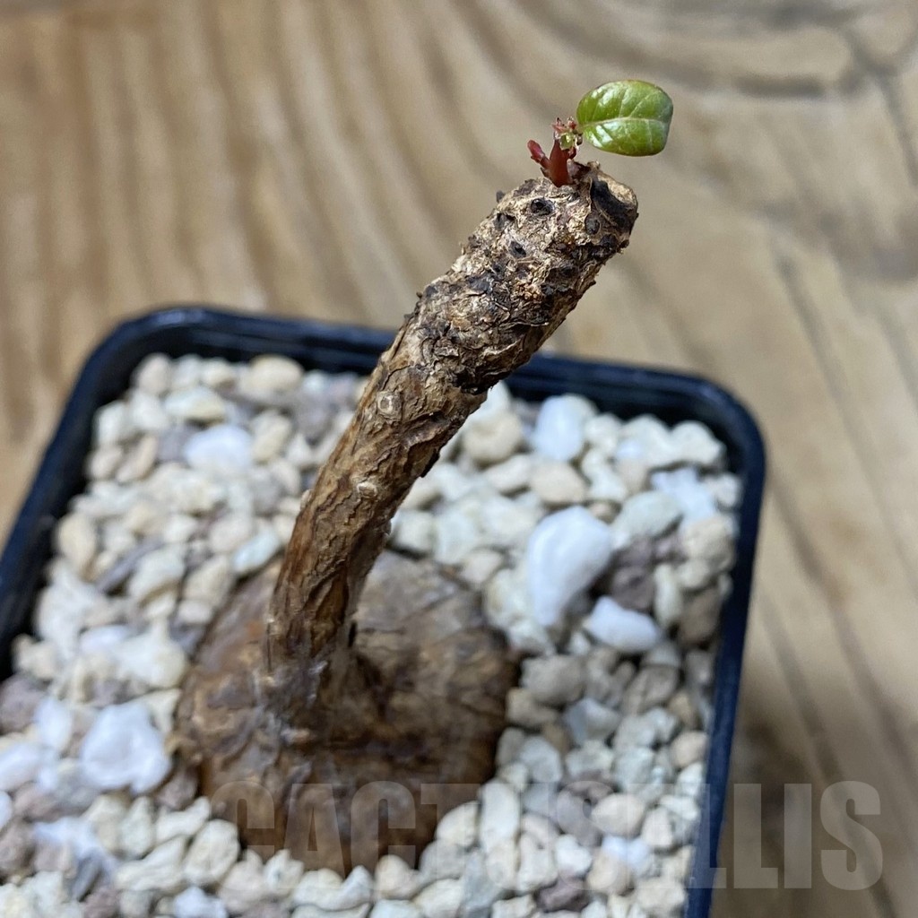 SH23218 Phyllanthus mirabilis