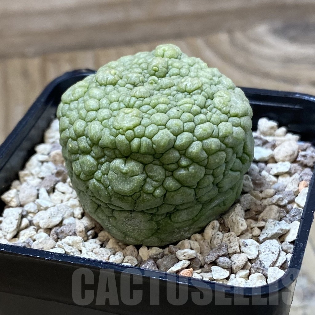 SH23191 Pseudolithos migiurtinus - Image 2