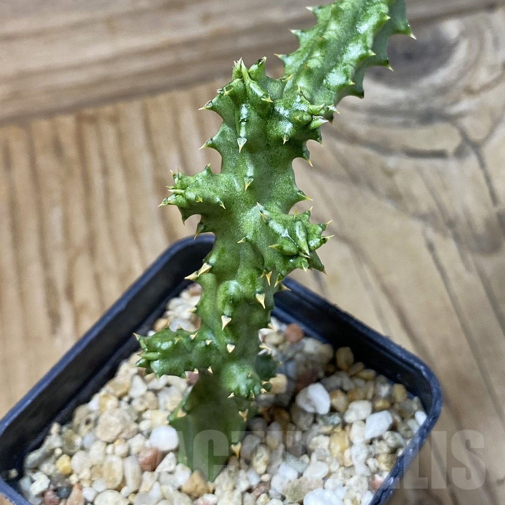 SH23220 Edithcolea grandis, Clon 2