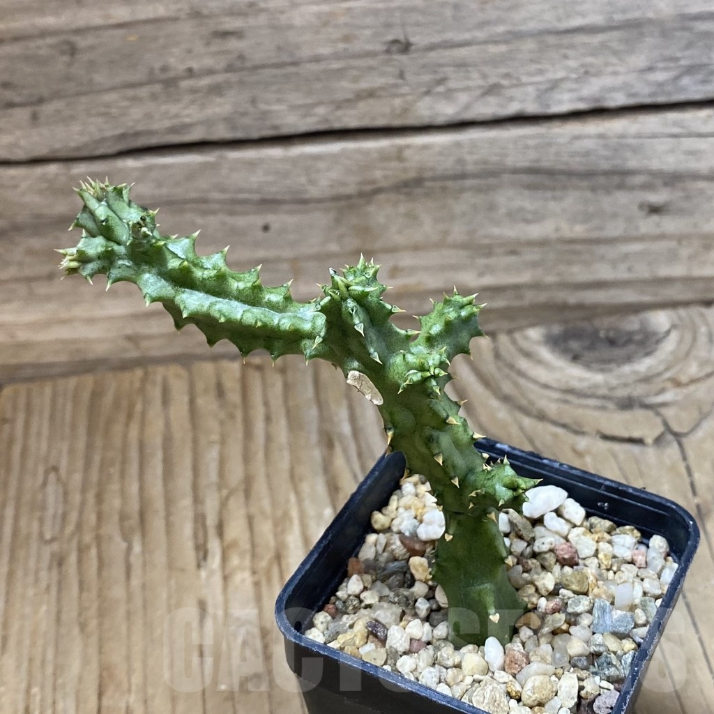 SH23220 Edithcolea grandis, Clon 2 - Image 2