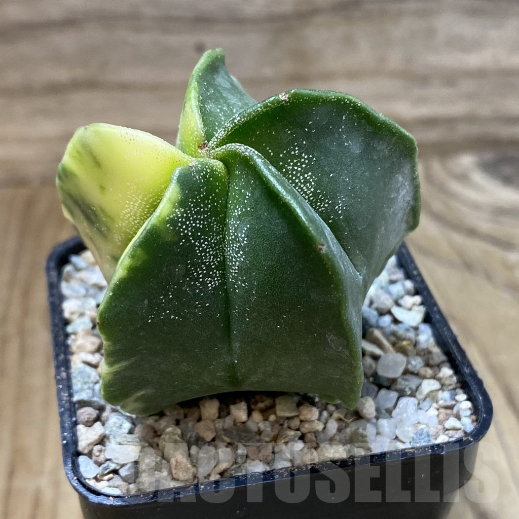 SH23295 Astrophytum myriostigma f. variegata - Image 2