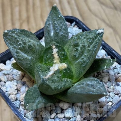 SH23308 Ariocarpus fissuratus ‘Godzilla’ hybrid, seedling, own roots