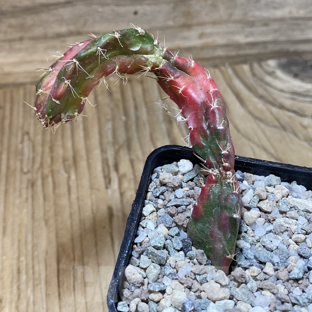 SH23311 Hylocalycium ‘Chimera variegata’ - Image 2