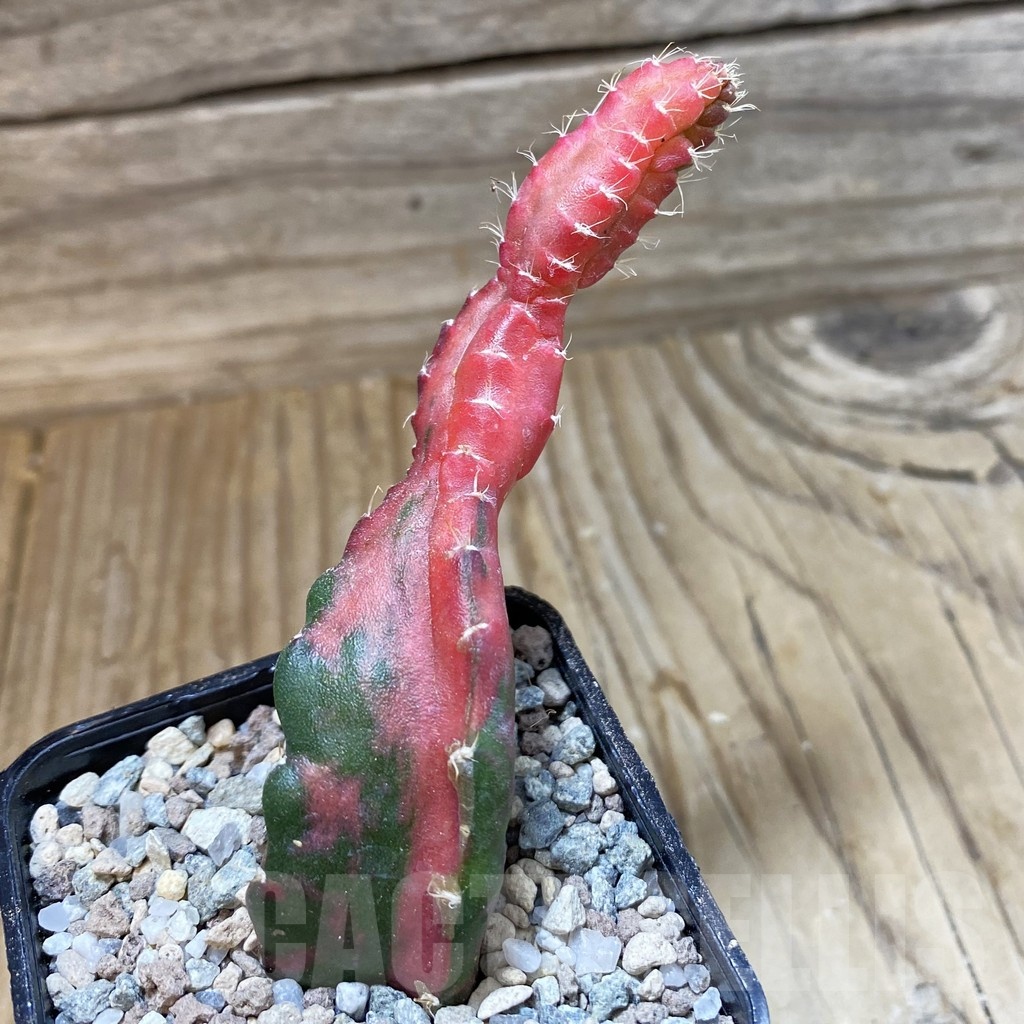 SH23312 Hylocalycium ‘Chimera variegata’