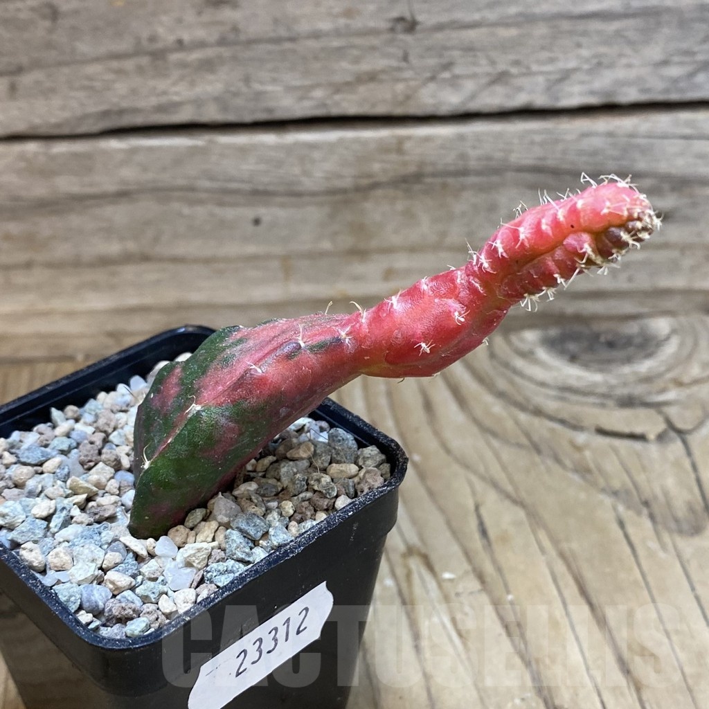 SH23312 Hylocalycium ‘Chimera variegata’ - Image 2