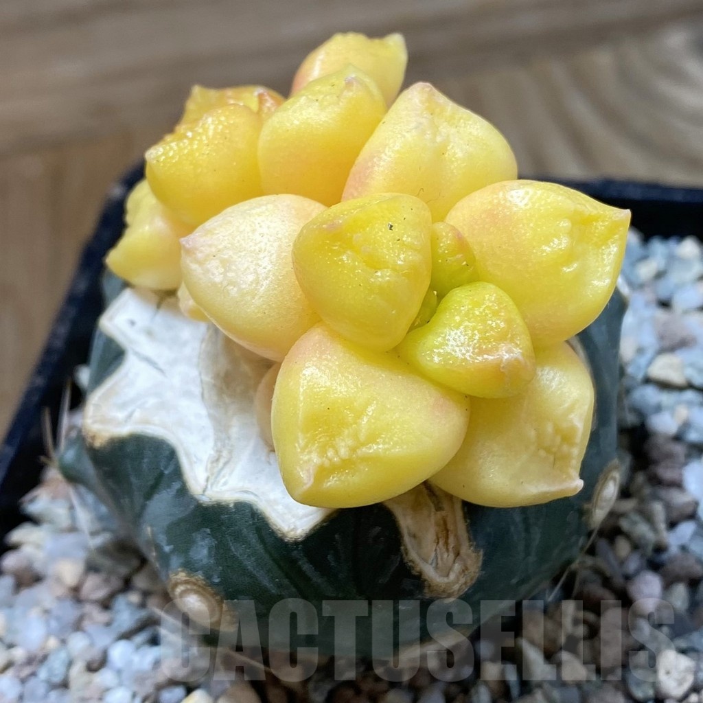 SH23262 Ariocarpus hintonii f. variegata, grafted