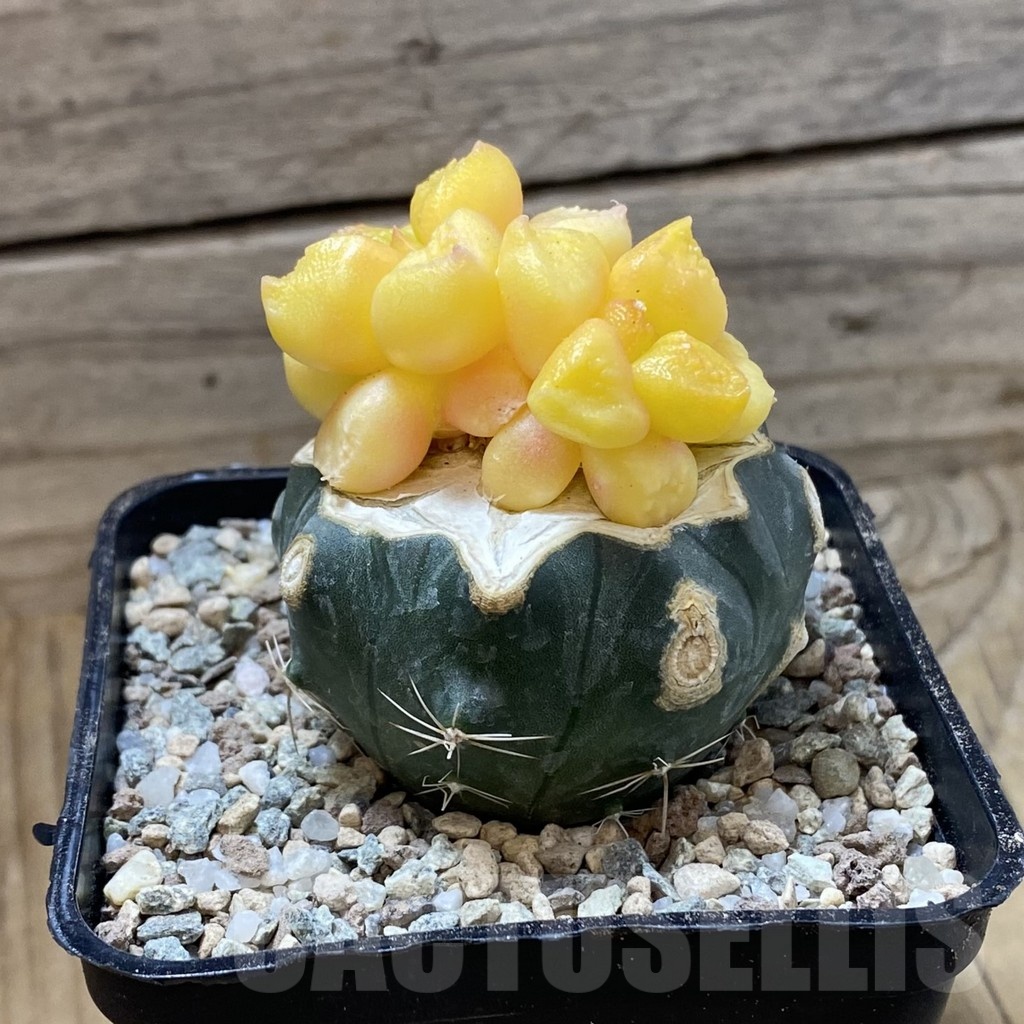 SH23262 Ariocarpus hintonii f. variegata, grafted - Image 2