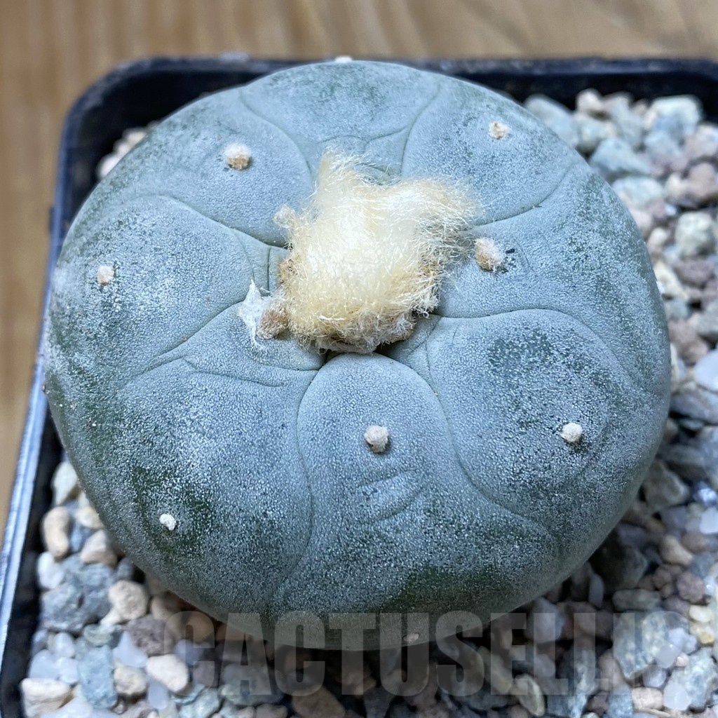 SH23264 Anhalonium frichii