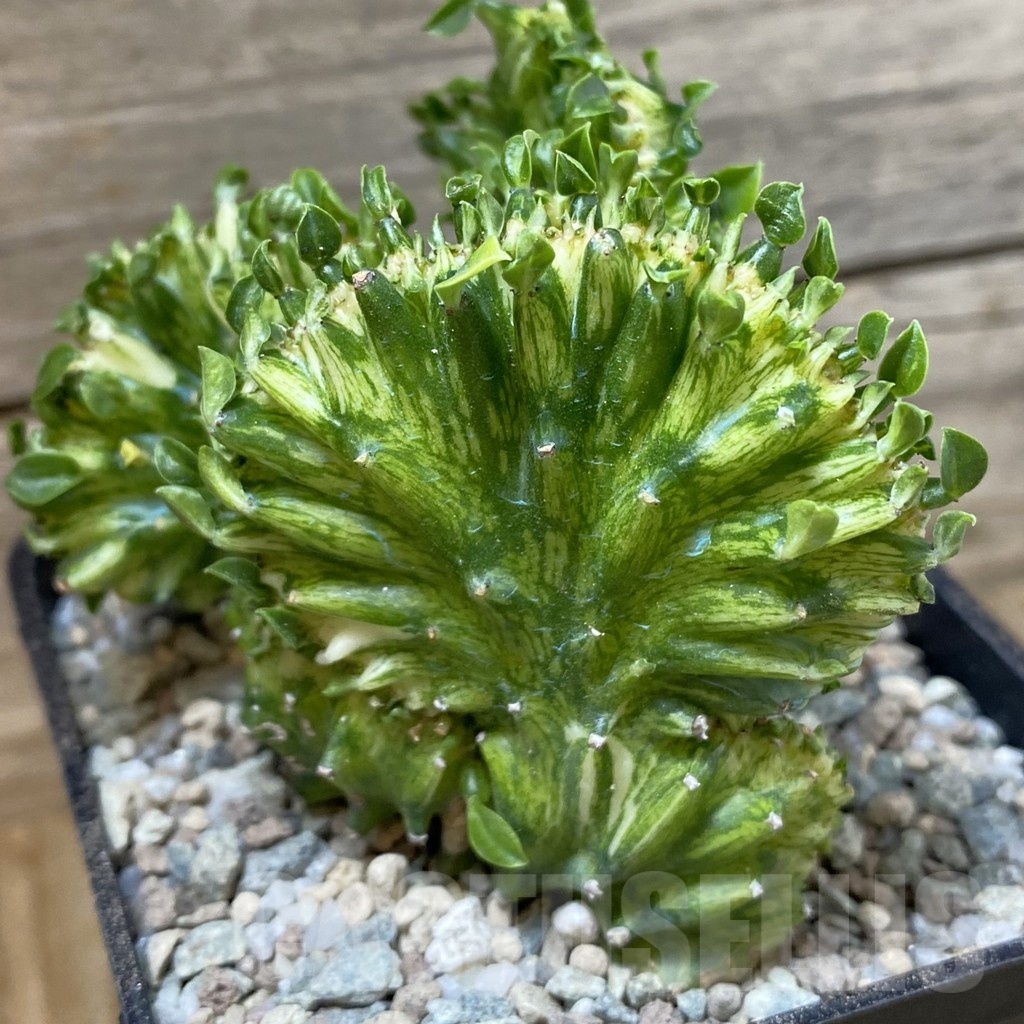 SH23272 Euphorbia lactea f. cristata variegata - Image 2