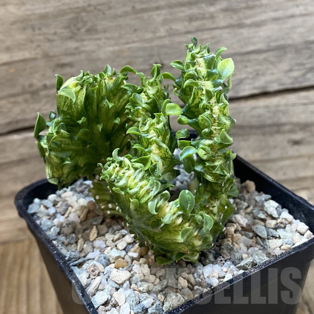 SH23272 Euphorbia lactea f. cristata variegata - Image 3