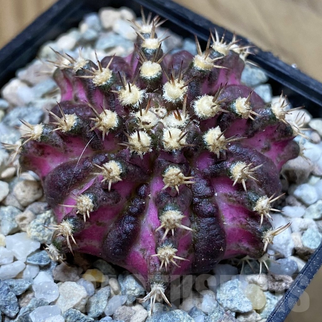 SH23281 Gymnocalycium mihanovichii ‘T-Rex’ hybrid