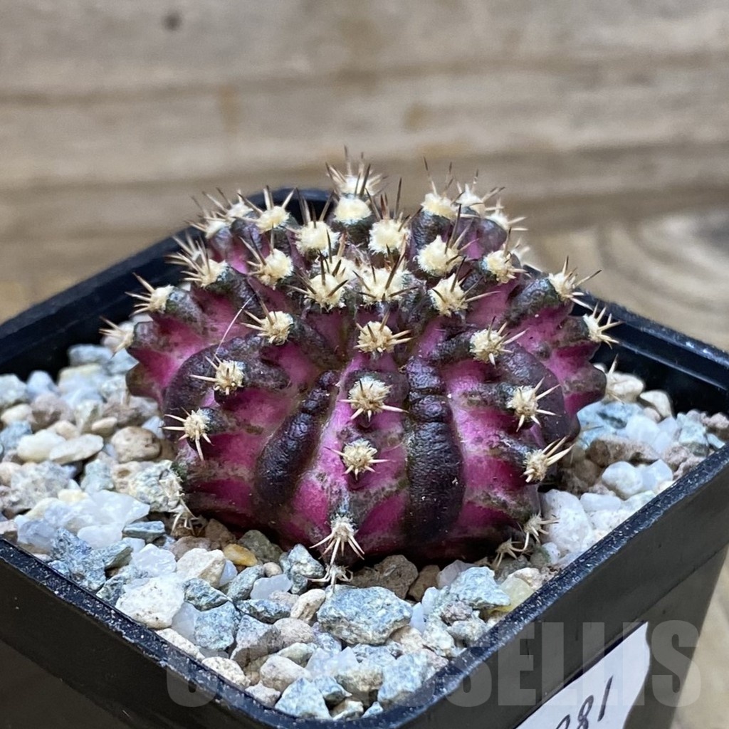SH23281 Gymnocalycium mihanovichii ‘T-Rex’ hybrid - Image 2