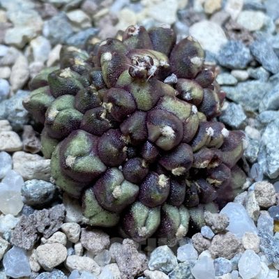SH23287 Gymnocalycium mihanovichii ‘Day Dream’ f. cristata