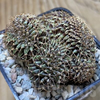 SH23288 Gymnocalycium mihanovichii f. cristata