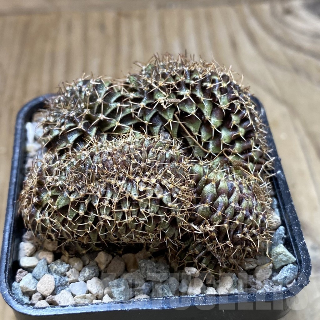 SH23288 Gymnocalycium mihanovichii f. cristata - Image 2