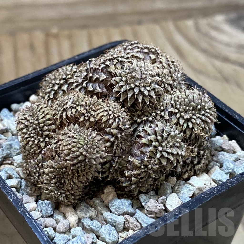 SH23446 Gymnocalycium mihanovichii f. cristata - Image 2