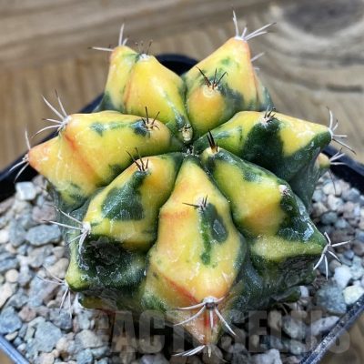 SH23414 Gymnocalycium mihanovichii 'Tom Orange'