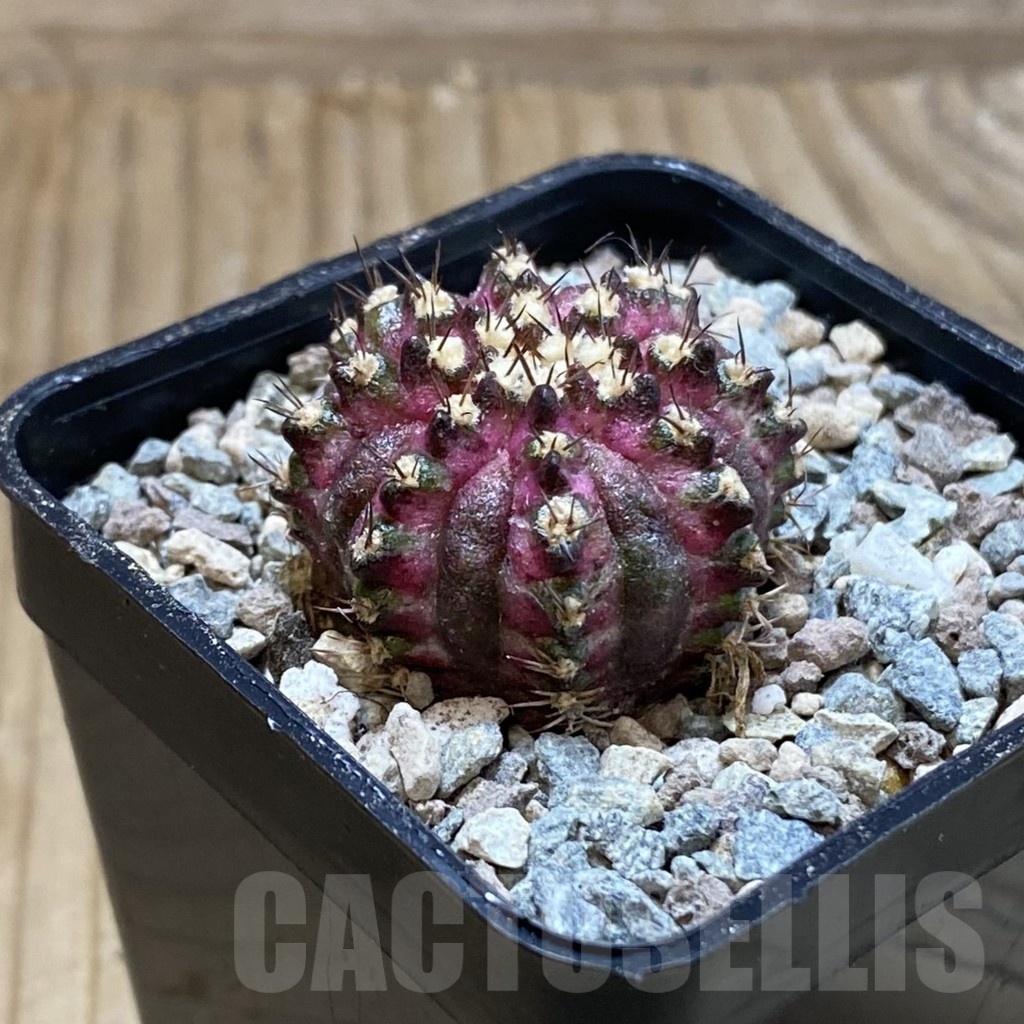 SH23458 Gymnocalycium mihanovichii ‘T-Lux’ - Image 2