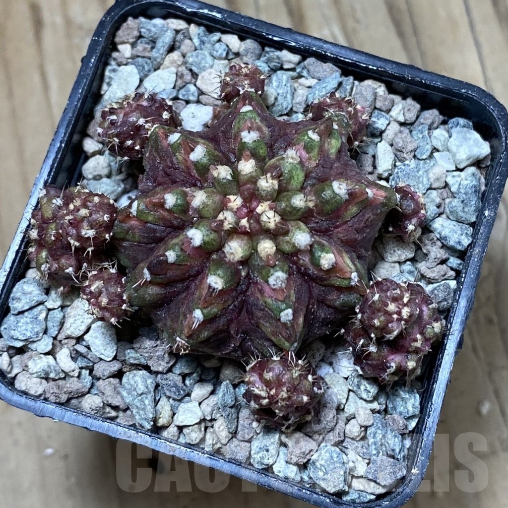 SH23459 Gymnocalycium mihanovichii ‘Super T-Rex’ - Image 2