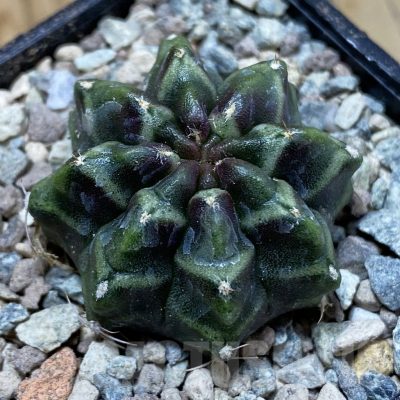 SH23463 Gymnocalycium mihanovichii ‘Day Dream’