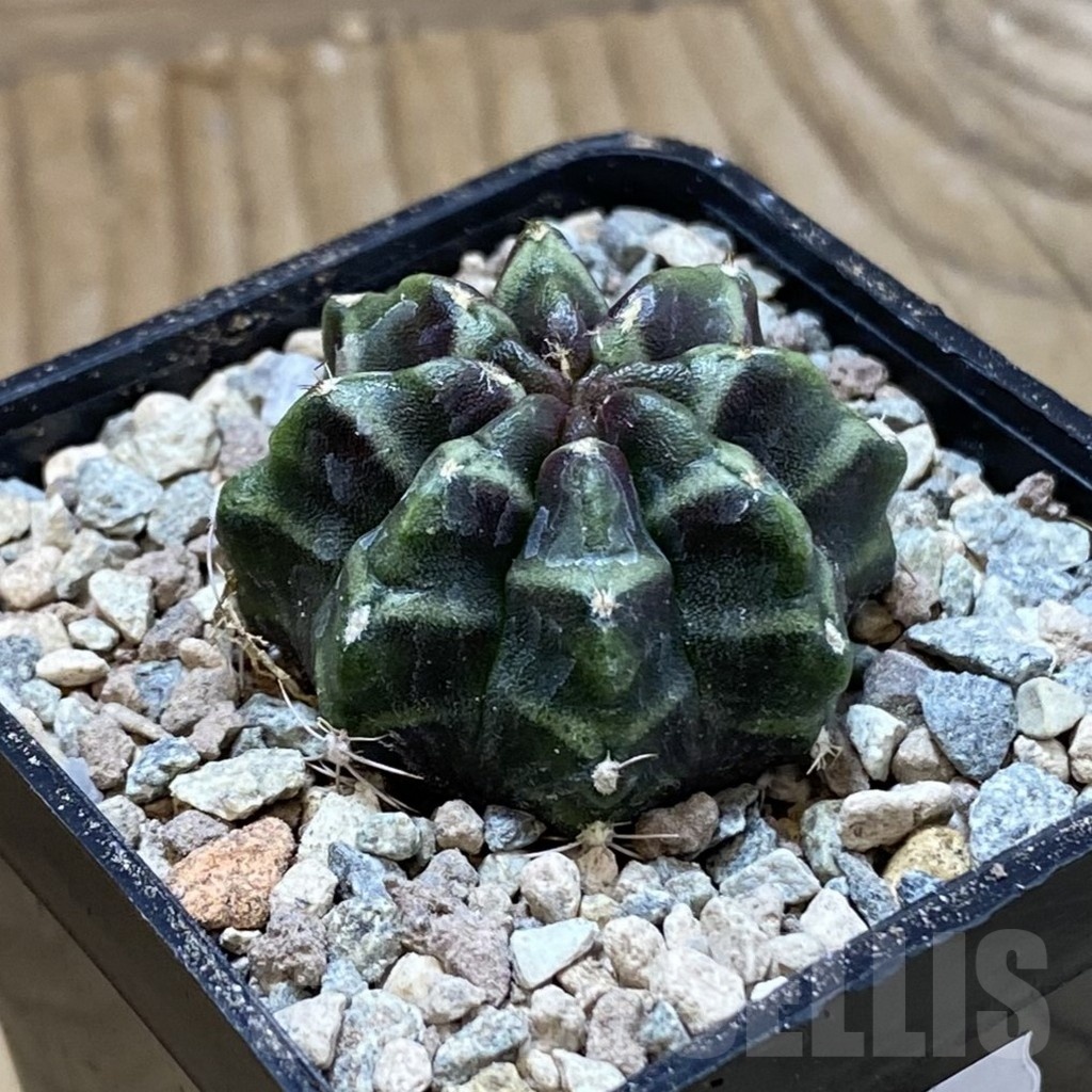 SH23463 Gymnocalycium mihanovichii ‘Day Dream’ - Image 2