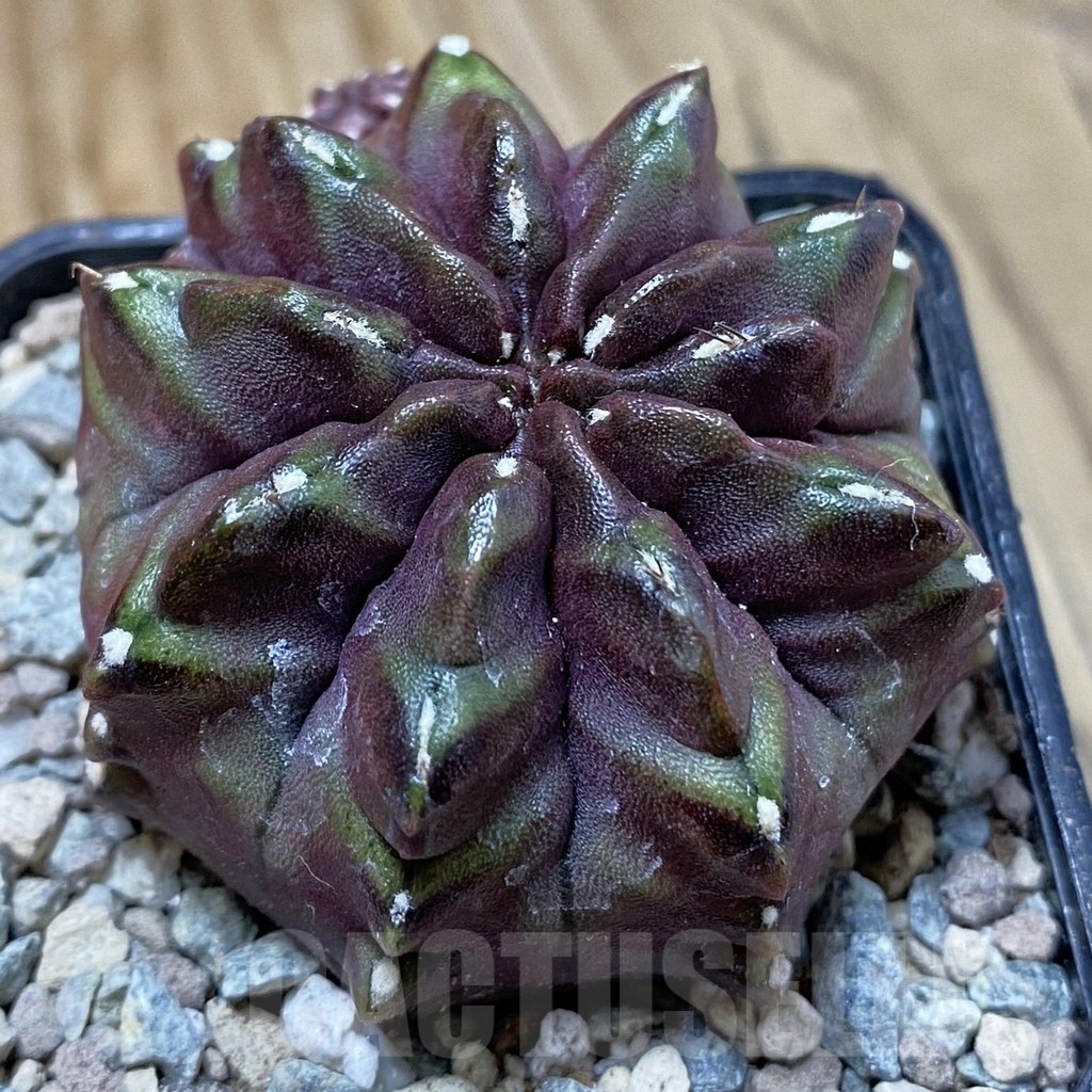 SH23465 Gymnocalycium mihanovichii ‘Nana’, seedling