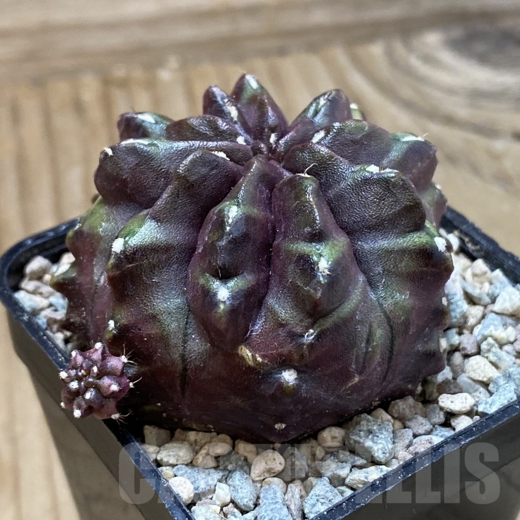 SH23465 Gymnocalycium mihanovichii ‘Nana’, seedling - Image 2