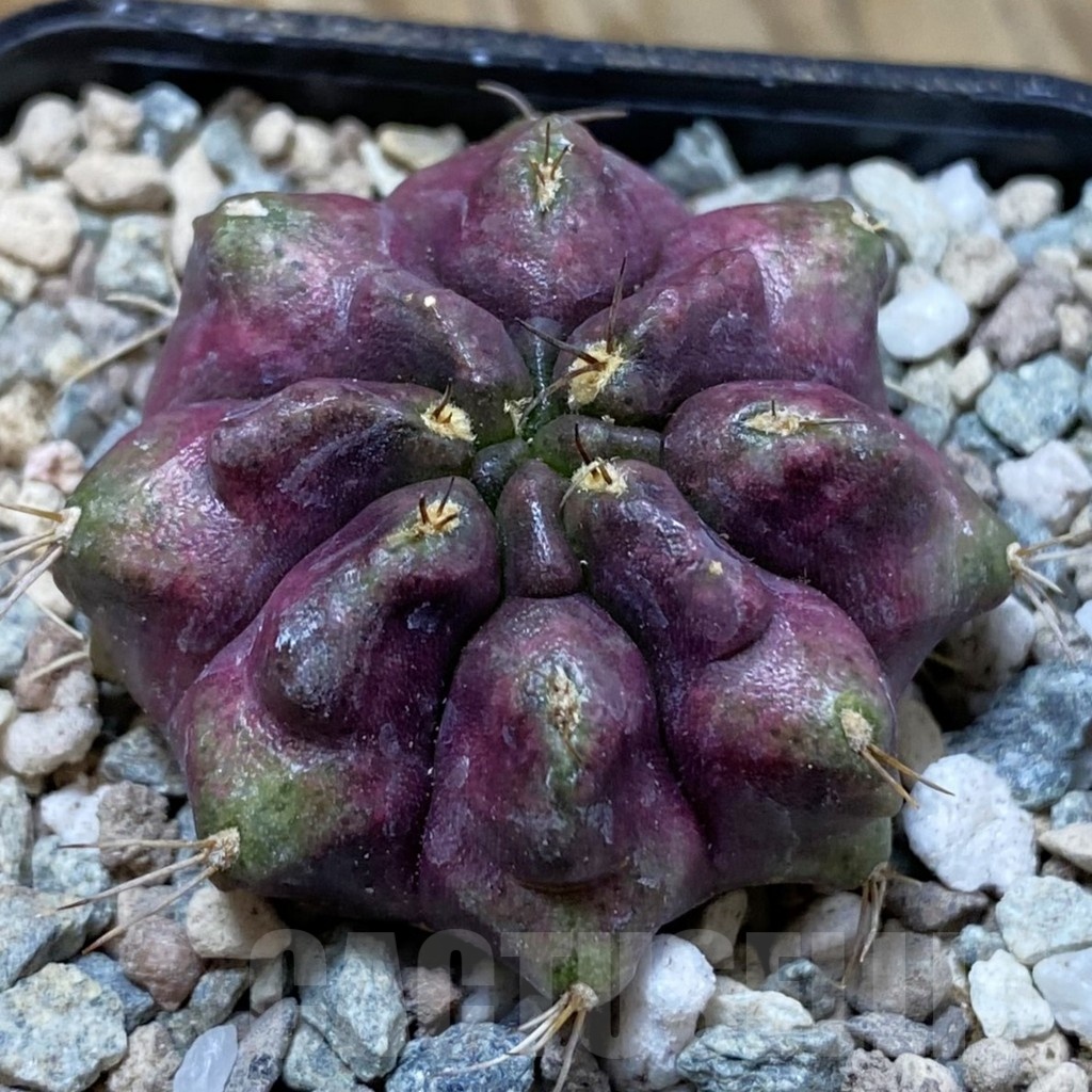 SH23466 Gymnocalycium mihanovichii 'Thanos'