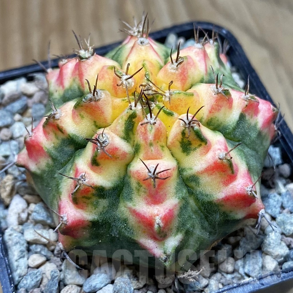 SH23473 Gymnocalycium mihanovichii ‘Multicolor’
