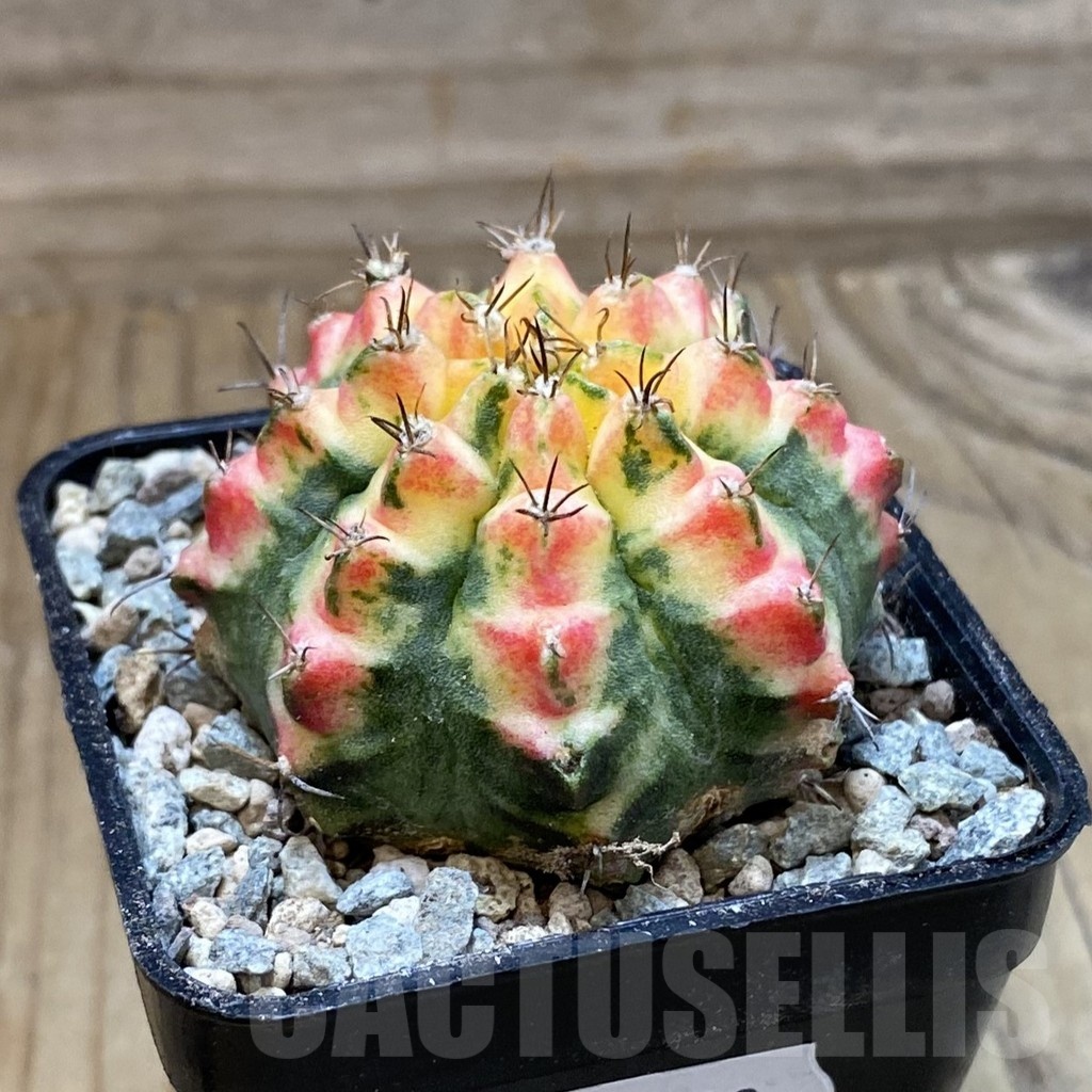 SH23473 Gymnocalycium mihanovichii ‘Multicolor’ - Image 2