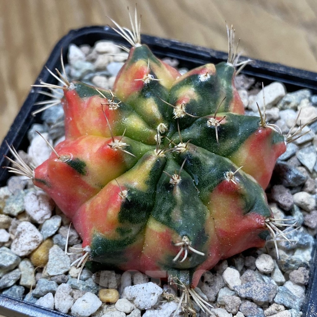 SH23475 Gymnocalycium mihanovichii ‘Pearl Andaman’ - Image 2