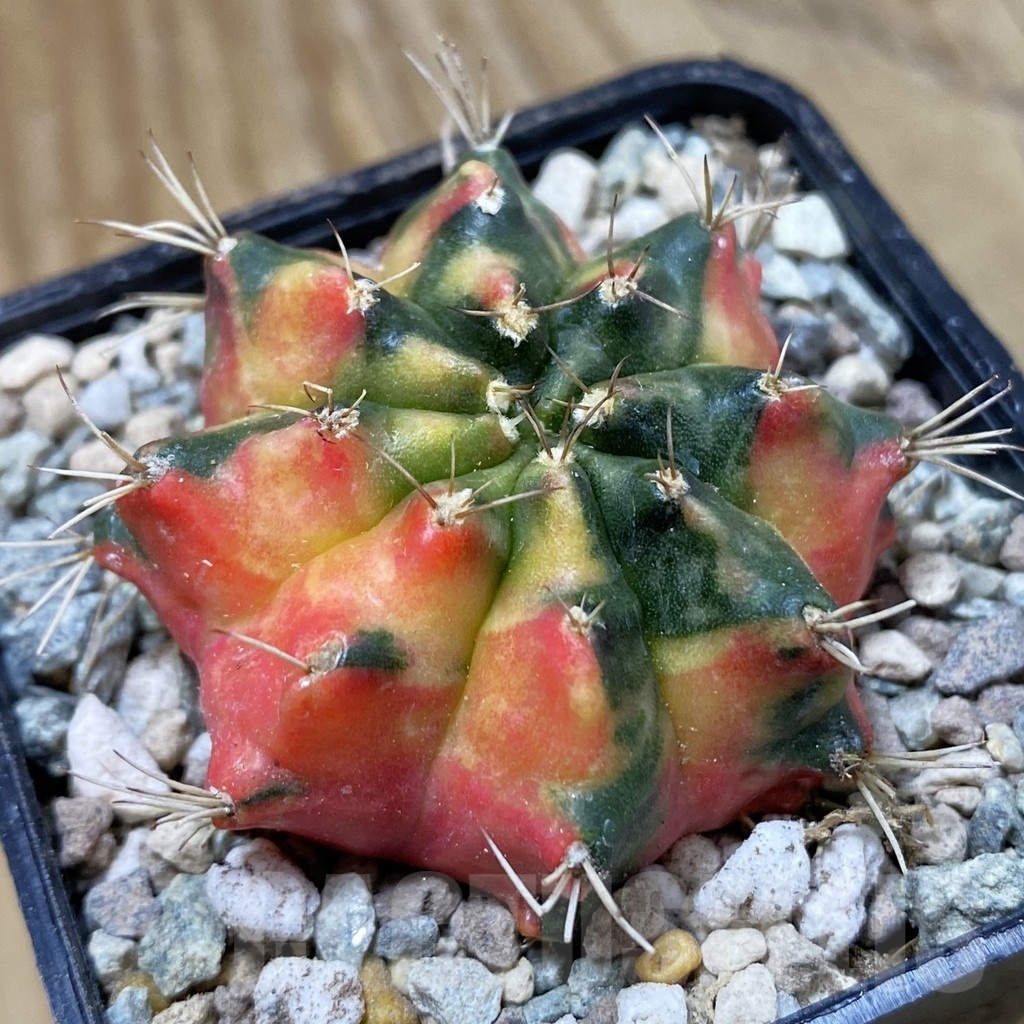 SH23475 Gymnocalycium mihanovichii ‘Pearl Andaman’