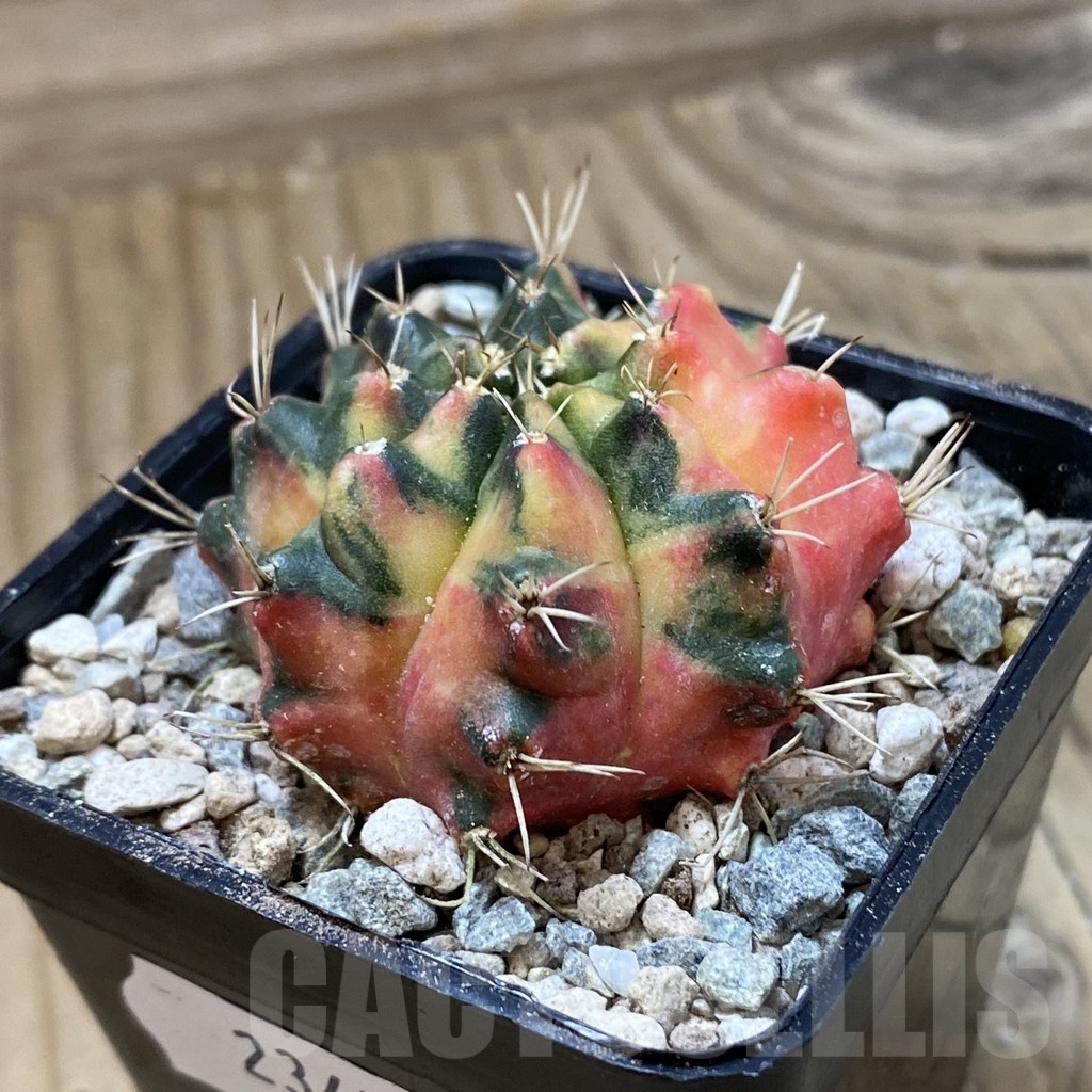 SH23475 Gymnocalycium mihanovichii ‘Pearl Andaman’ - Image 3