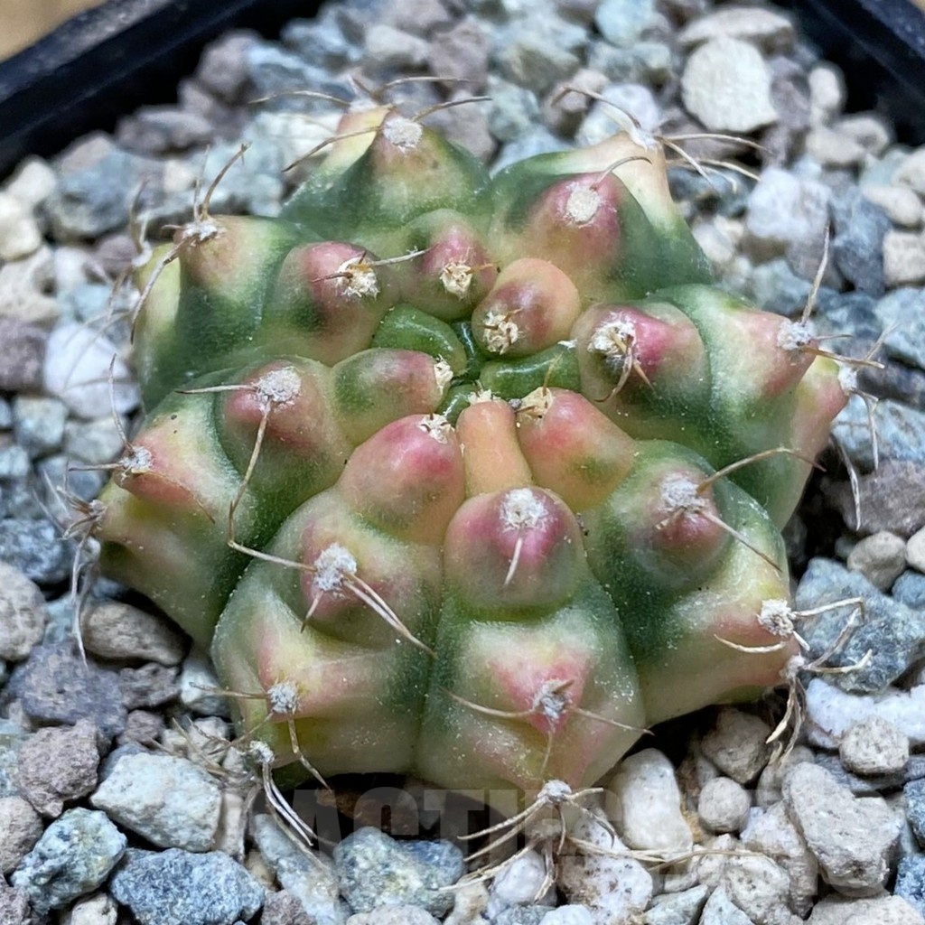 SH23477 Gymnocalycium mihanovichii 'Krataewat'