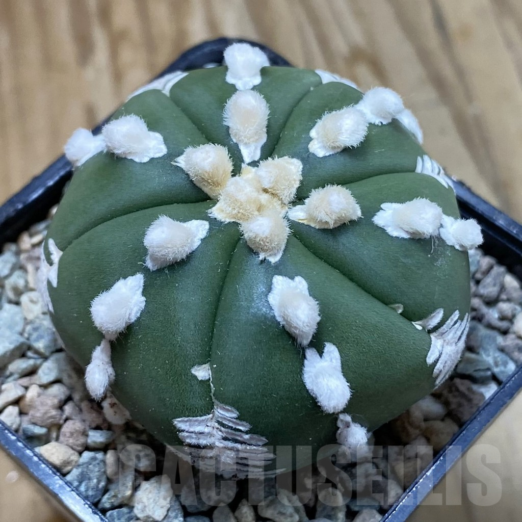 SH23417 Astrophytum asterias V-type 6-ribs