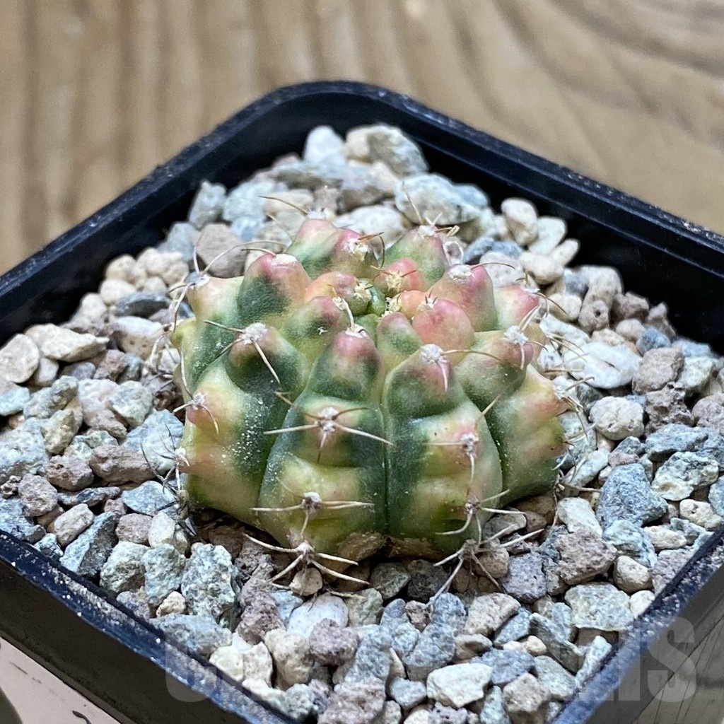 SH23477 Gymnocalycium mihanovichii 'Krataewat' - Image 2