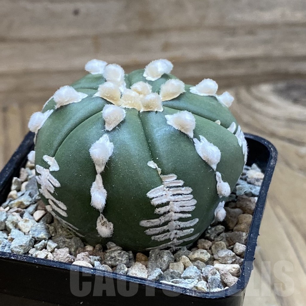 SH23417 Astrophytum asterias V-type 6-ribs - Image 2