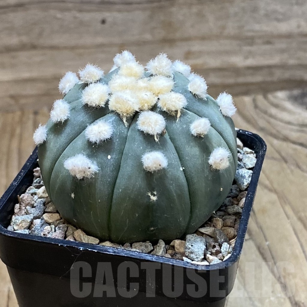 SH23418 Astrophytum asterias ‘Ooibo’ - Image 2