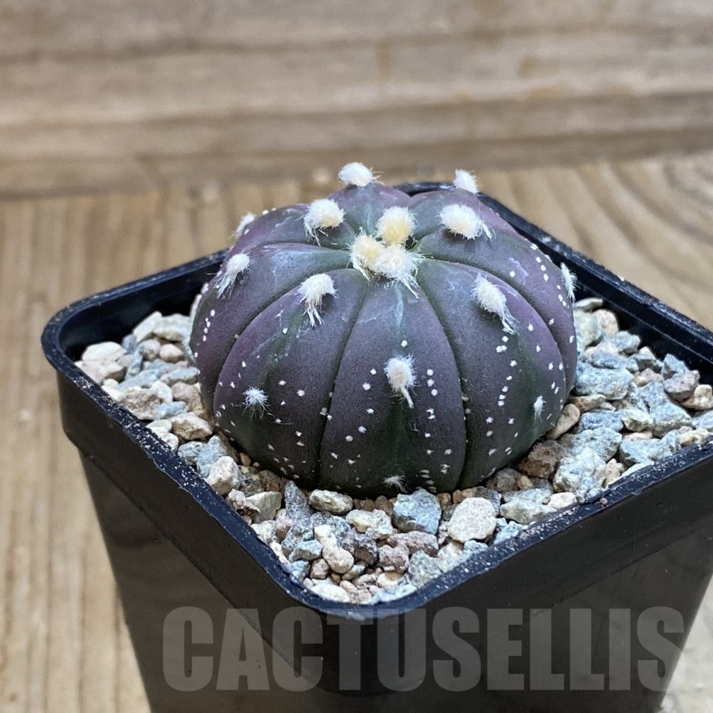 SH23426 Astrophytum asterias ‘Purple Skin’ - Image 2