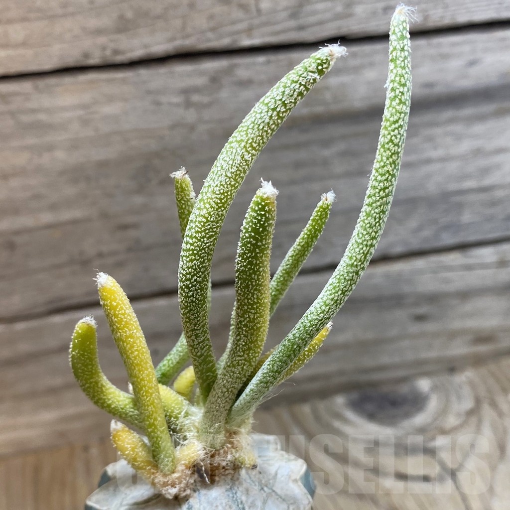 SH23427 Astrophytum caput-medusae f. variegata, grafted